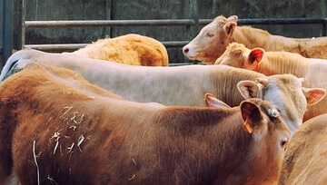 Agriculture | Moorfields Corporate Recovery