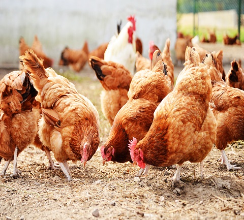 Photograph of Poultry Farm in Yorkshire and Amersham